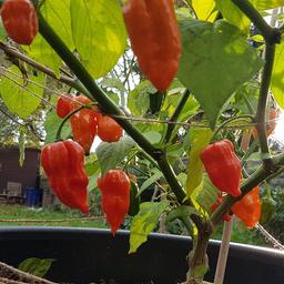 Home grown organic chilli seeds from healthy plants grown here in Midlands climate. Sow early for a long growing season. Variety is either Bangladeshi Naga Morich or Dorset Naga. 10 seeds supplied. Please specify the variety. £1.50 for 10 seeds. 

Pick up from Shard End