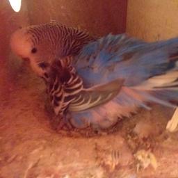 Baby budgies for sale very nice colour healthy and active birds very friendley 3 month old Birmingham small heath b109bn