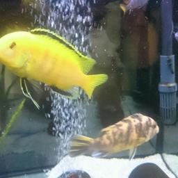 yellow lab
mbuna
African cichlid
juvenile
approx 1-2 inch 
£4 each or 6 for £20

other Malawi and cichlids available