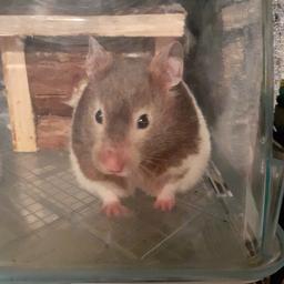 we are selling a 1 year old hamster,with cage,ball silent wheel,treats and food,selling due to grandkids losing interest.