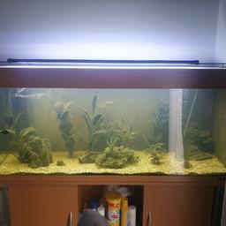this sale is purely for the tank and stand not the aquarium contents. Please feel free to contact 07975857500