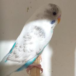 Male and female budgies for sale very nice colour healthy and active birds £20 each Birmingham small heath