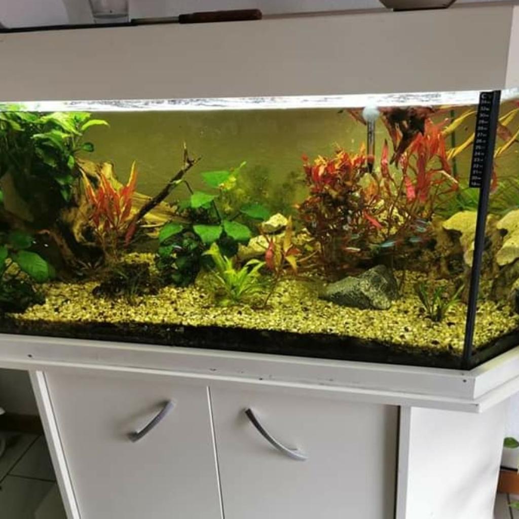 aquarium 450 liter in 76887 Bad Bergzabern für 300,00 € zum Verkauf | Shpock DE