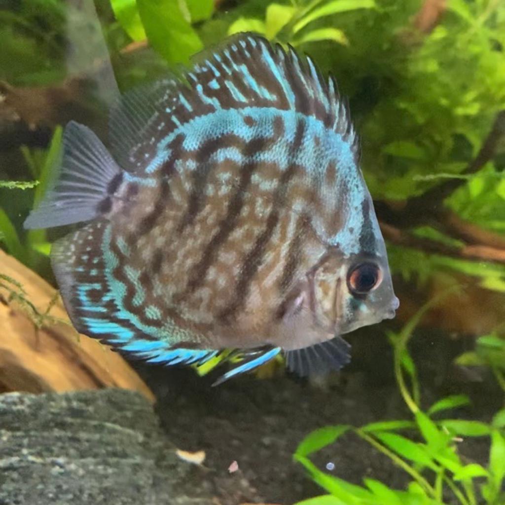 Baby Discus fish in TN14 Sevenoaks für 20,00 £ zum Verkauf Shpock DE