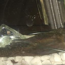 Pleco for sale collection south ockendon