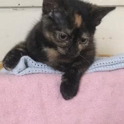 4 months old female still looking for her for eve home 
Flead and wormed 
Very friendly and cuddly 
No problem with children