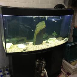 Selling my Jewel vision 260 with some fish including 2 very large Plec.
New Jewel heater pump an LED light with 2 colour function