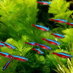 20x cardinal tetras, 5x black tetras, All good size and healthy just selling due to wanting different fish in tank