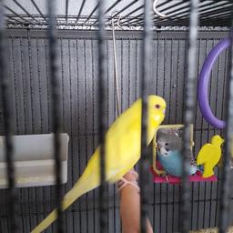 budgies males and females lovely colours collection oñly also breeding pairs 20 pair