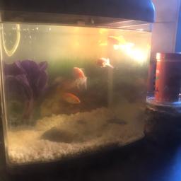 Small fish tank inc 4 goldfish, accessories inc pump and filter