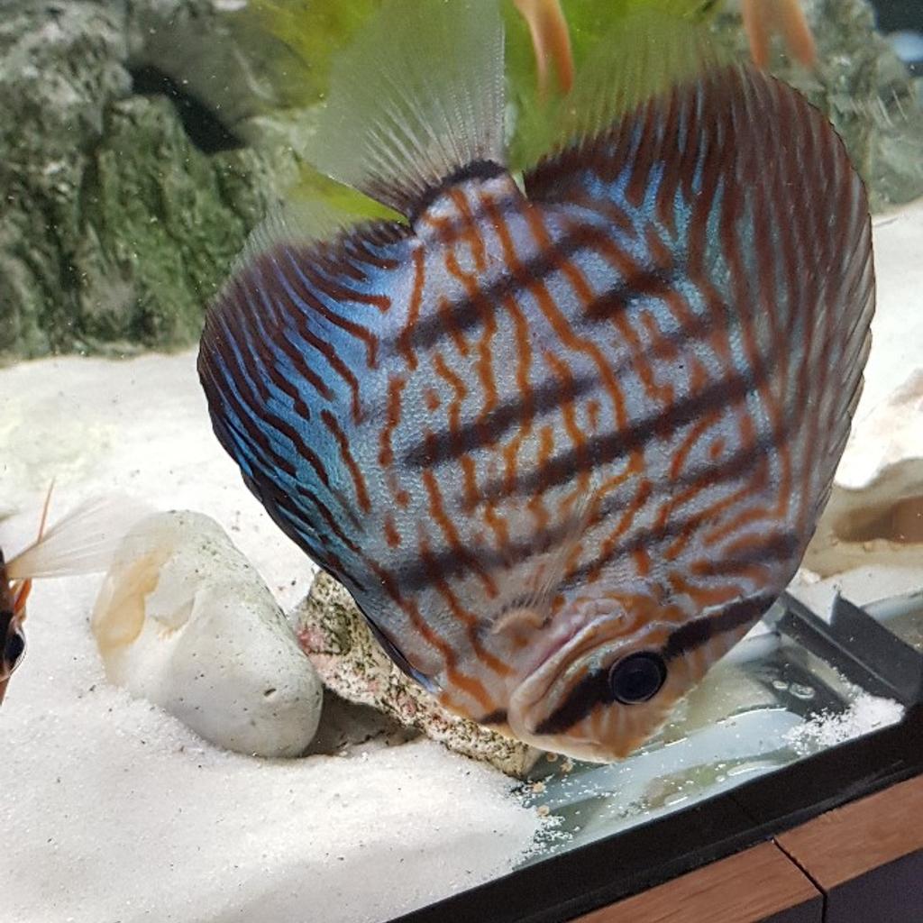 5 discus fish in B11 Birmingham für 150,00 £ zum Verkauf Shpock DE