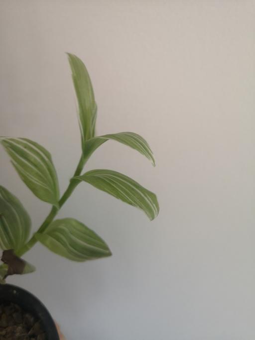Buy & Sell Darlaston Walsall - Photos for Tradescantia Fluminensis Albovitatta plant
