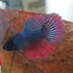 I have male Fighter Bettas for Sale..
bred from their eggs! few months old..maturing very well! collection only
cannot deliver. collection from Welwyn Garden City (AL8)£3 each or if want more than 2 can do a deal. I also have fry that are around just under inch long,
maturing well and showing their lovely colours.
THANKS