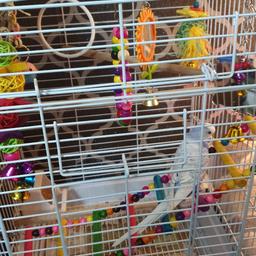 with cage lots of accessories food ect still baby ready to go colour is very different lilac and blue male.