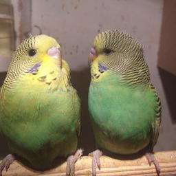 3 month old baby budgies for sale very nice colour healthy and active birds easy to tamed £20 each Birmingham small heath b109bn
