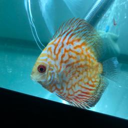 Selling 5 discus all about 3.5inch nice and healthy, starting to colour up but not enough space to keep the tank running.