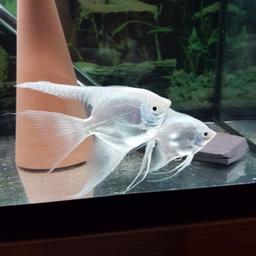 Selling 2x angel fish one quite big and the other sround medium sized, healthy eating well