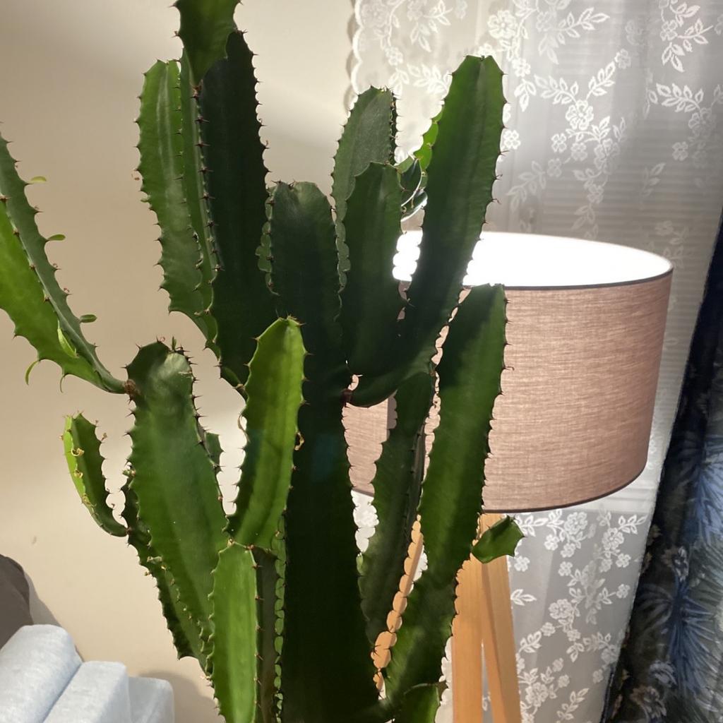 Western Kaktus Pflanze ECHT in 81379 Mnchen fr 55,00  zum Verkauf |  Shpock DE