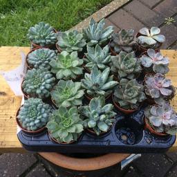A flowering succulent type plant. Perfectly athome outdoors or indoors. Plant them in rockeries, pots, planters , terrariums etc 
These are small and ideal for planting now 
£1 each