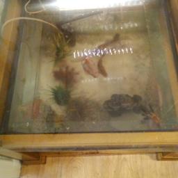 fish tank table with 3 large gold fish
2+ half foot deep