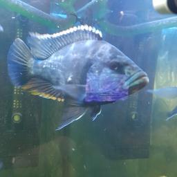 Large 5" male I believe- Had him for a year and been great but needs bigger tank and equally sized males to go with. Has started to be tank boss which don't suit my other fish.
Collection from sw17 Tooting on weekend
£15-£20 with LOCAL delivery.