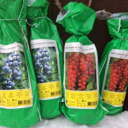 Super healthy soft fruit bushes. All in stock 
£3.75 each