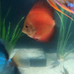 4 discus for sale 3 around 3.5inch and one around 5.5inch which is blind in one eye, all eating and healthy just selling as want to shut a tank down