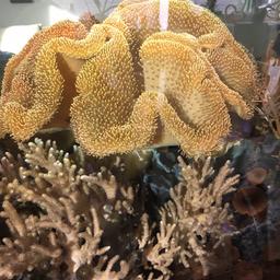 Ableger (ohne Stein) je nach Größe zwischen
3€ u. 5€
Weichkorallen
Pilzlederkoralle auch mit grünen Polypen


Selbstabholung bevorzugt.
Versand für kleine Korallen nur in Österreich auf eigenes Risiko!