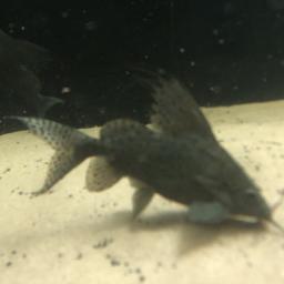 5 available free to good home very healthy fish about 6 inch each message me for details