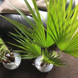 Beautiful Fan Palm . A super looking healthy palm. So many uses ...on a patio, in the garden , in pots in the home or conservatory etc . Super deal on this pair if fan palms 
£27.50 each or £50 pair .
Please no offers as these are already heavily subsidised . 1.2 mtr tall