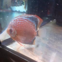 Discus tropical fish 10 weeks old life expectancy 10 year +,7 for £50 ,1", Breed is red snake skin, I have fish bag and new bucket