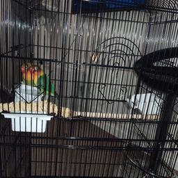 2-3 months old pair of love birds with brand new cage and new toys.

no offers sorry

collection only white city, w12 west  london

£90