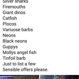 tropical fish available collection billingham open to offers