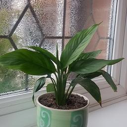 The stylish peace lily features a full clump of soft, dark pointed leaves with elegant white bracts in between. These are often thought to be flowers, but the actual flowers are tiny and on the spike. The peace lily is easy to read. If the soil is too dry, the stems droop pitifully, asking for water. Give it a drink and it’ll be fresh and lively again an hour later. Pick up in the rayleigh area.