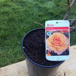 Superb selection of rose bushes. Just budding and ready to plant out . Various colours, both hybrid and floribunda plus a few climbers £5 each