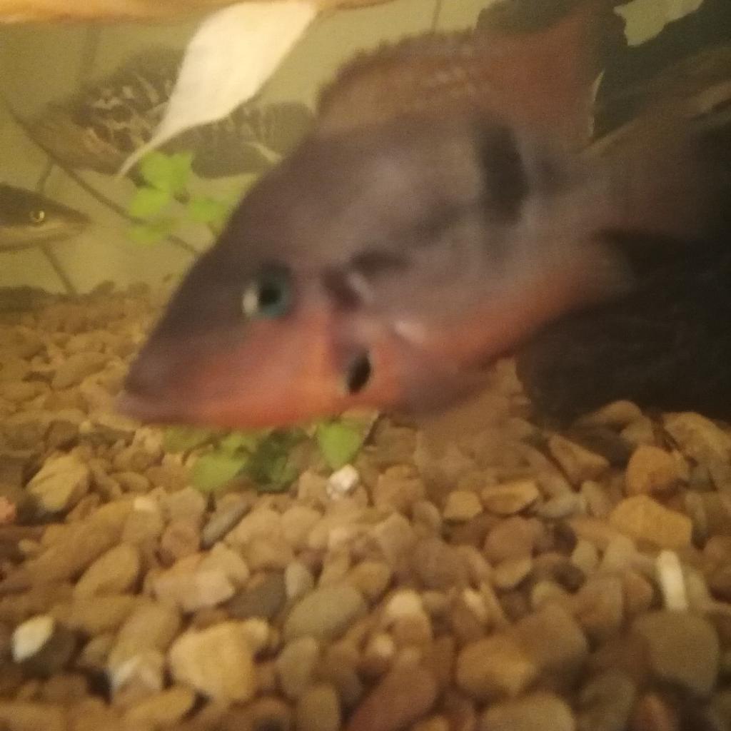 tropical fish in WS3 Walsall für 1.234,00 £ zum Verkauf Shpock DE