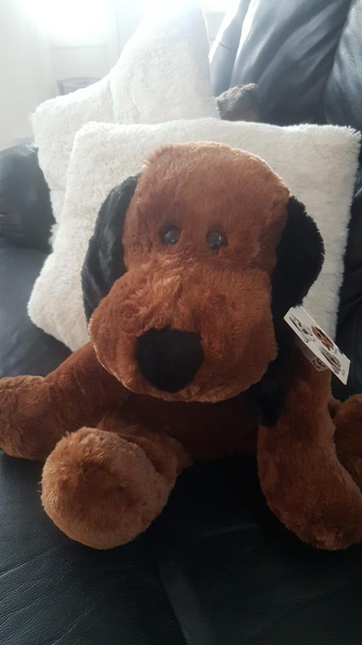 Buy & Sell Kent Maidstone - Photos for Cuddly Coco the Puppy.