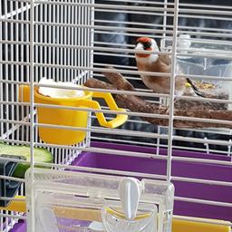 A very top quality healthy and singing male 2020 goldfinch for sale.
price include the cage and accessories. 
Collection only.