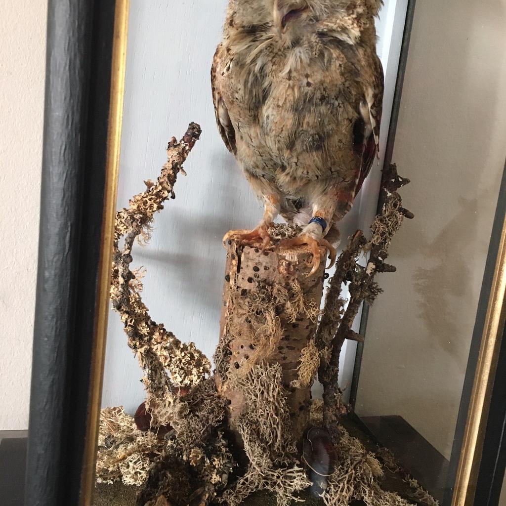 Taxidermy Owl in Salford for £80.00 for sale Shpock