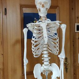 verkaufe im Auftrag Skelett zum lernen. war nur kurz im Einsatz deswegen sieht Berta aus wie neu. anatomisch korrekt und alle Knochen vorhanden. Festpreis