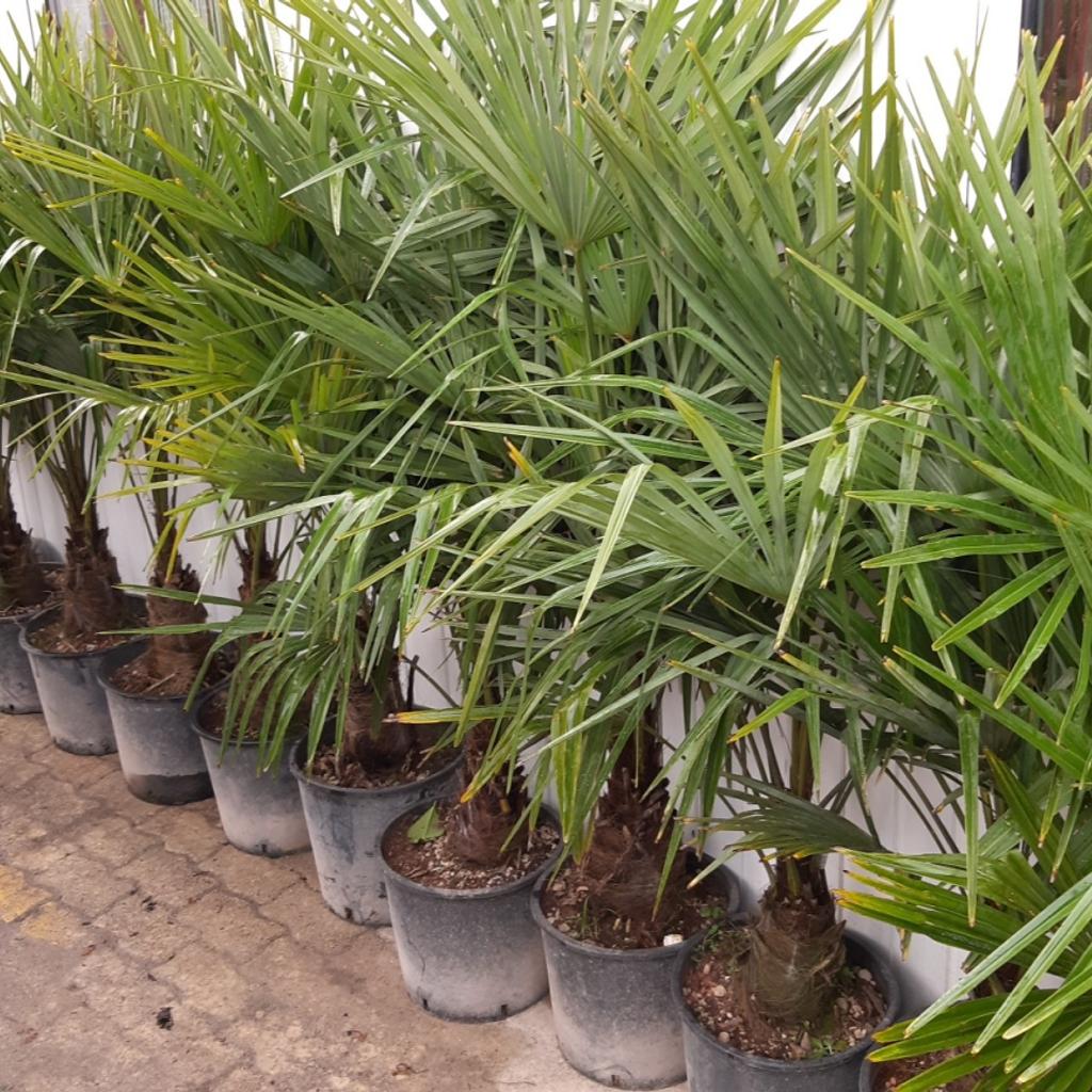 winterharte palme trachycarpus fortunei in 2542 Kottingbrunn für 49,00