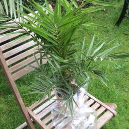 Super Phoenix palm also known as Island date palm . Standing around 60 cm in height .will grow to over 6ft