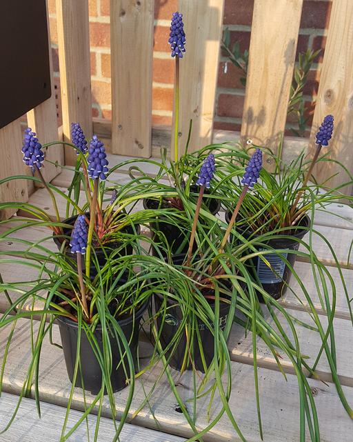 Buy & Sell Surrey Waverley - Photos for Flowering Muscari Grape Hyacinth Bulbs