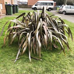 Large New Zealand flax
Buyer to dig up & take away as I’m disabled.
I’ve had it from a small plant but it’s gotten to large for where it is now.