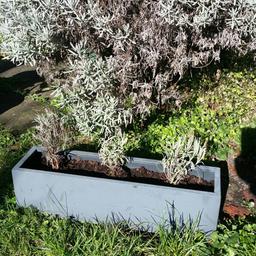 2 identical grey metal window boxes with 3 lavenders in each window box... for sale.£45 
Window boxes in good condition with healthy lavenders. Quite heavy, will need transport.
Size approx 15cm wide x 60cm long.
Much better looking than pictures.
Cash on collection from London Maida Hill W9 2AH