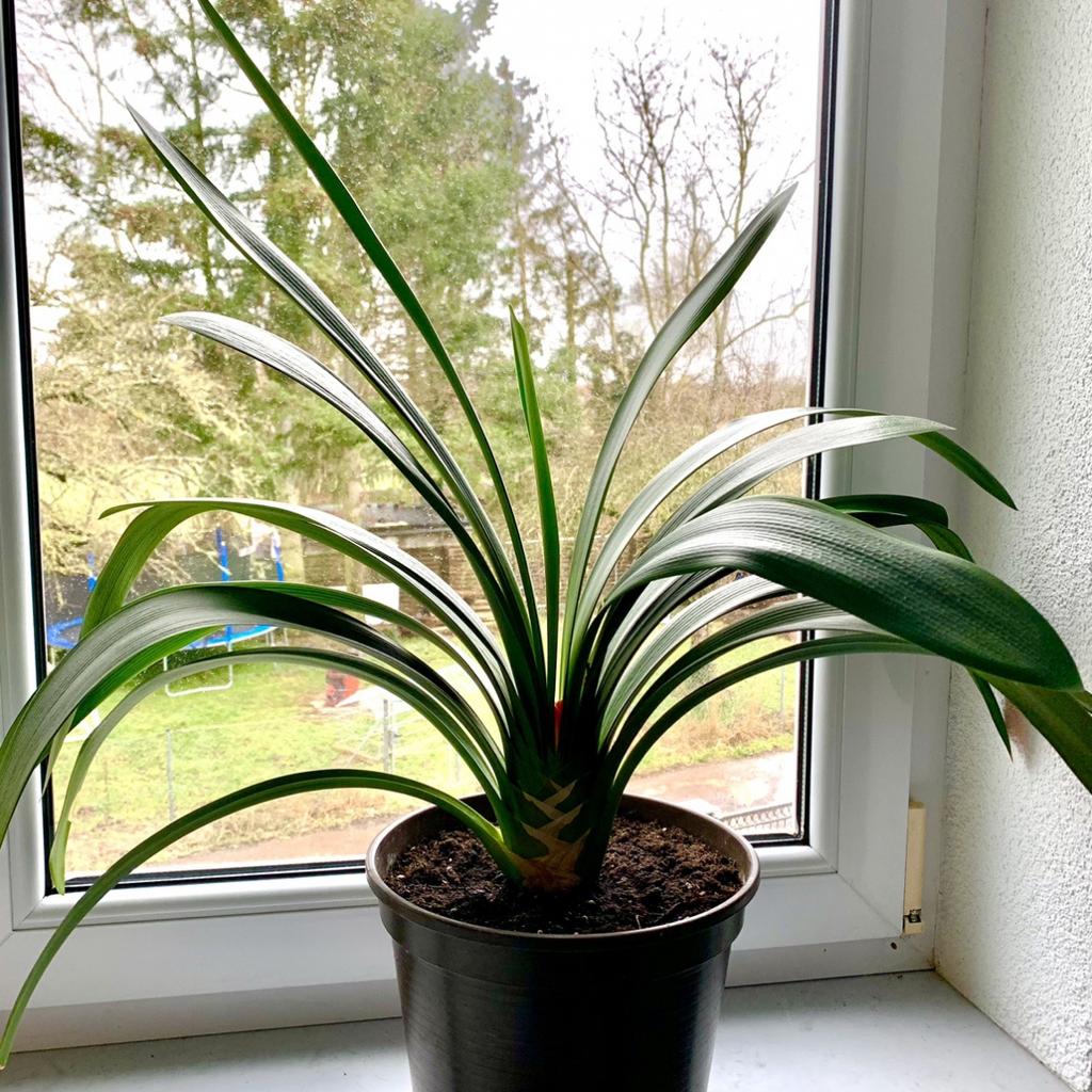 Clivia miniata, Klivie, Zimmerpflanze in 64846 Gro-Zimmern fr  8,00 zum  Verkauf | Shpock AT