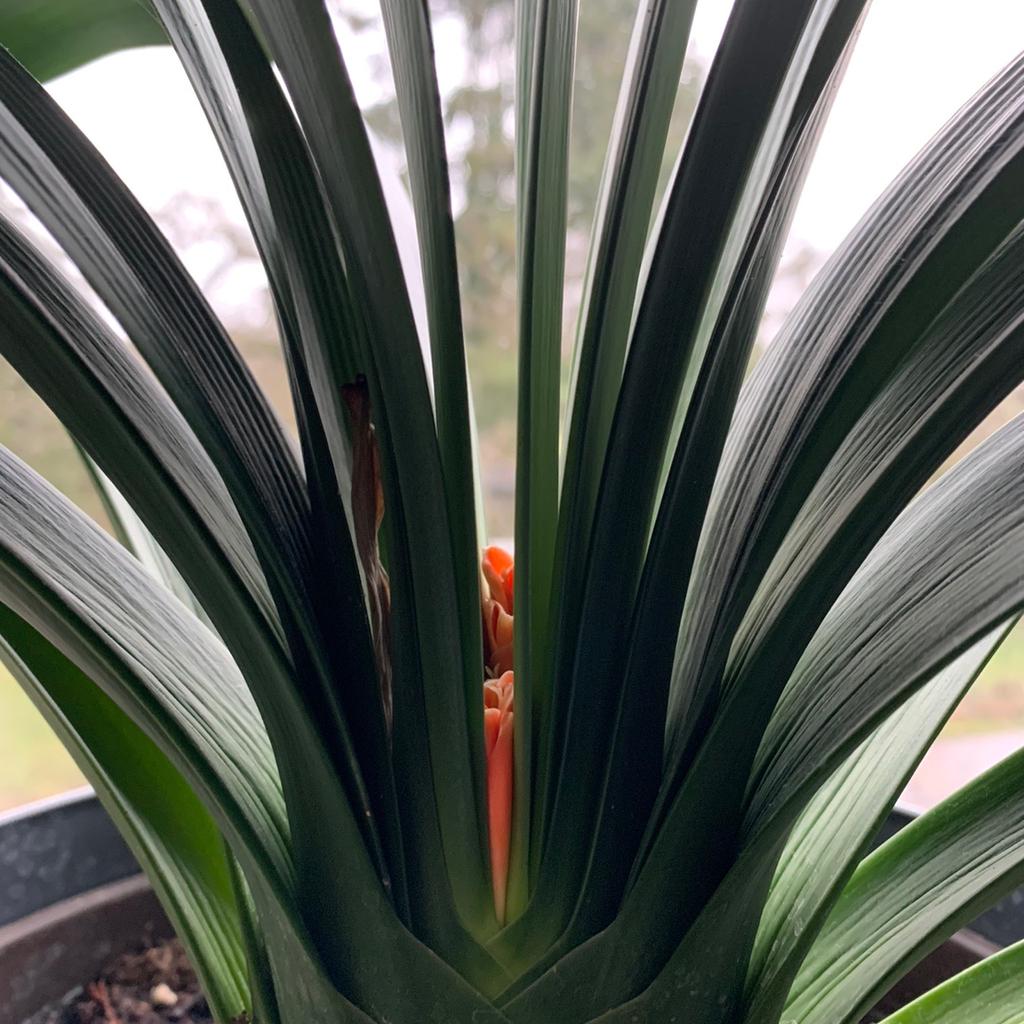 grüne zimmerpflanzen bilder Dracaena Marginata vertakt | 160cm