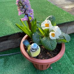 Small plastic pot with primrose, hyacinth and blue tit bird ornament.