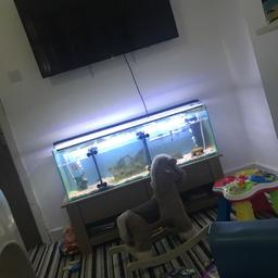 Wanting to swap or rehome fish messsge me