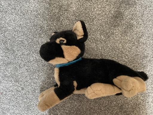 Buy & Sell West Midlands Solihull - Photos for Toy dog